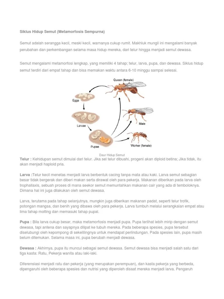 Siklus Hidup Semut | PDF