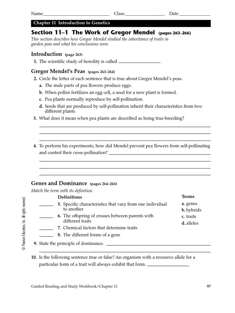Worksheet Work of Gregor Mendel | PDF | Dominance (Genetics) | Heredity