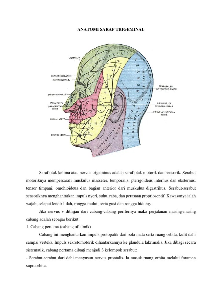 Anatomi Saraf Trigeminal | PDF