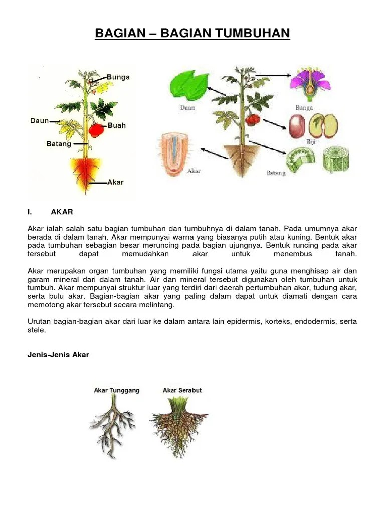 Buah Pada Struktur Tanaman Memiliki Fungsi Untuk