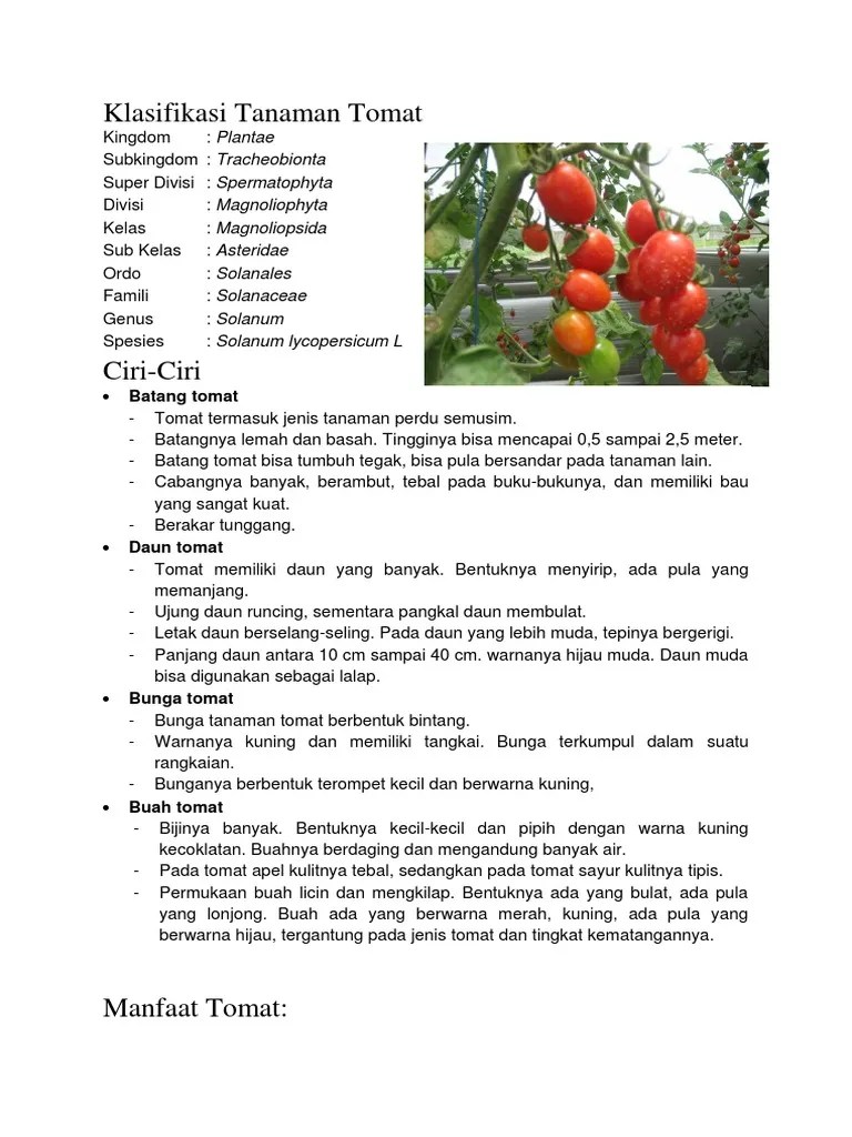 Klasifikasi Tanaman Tomat PDF