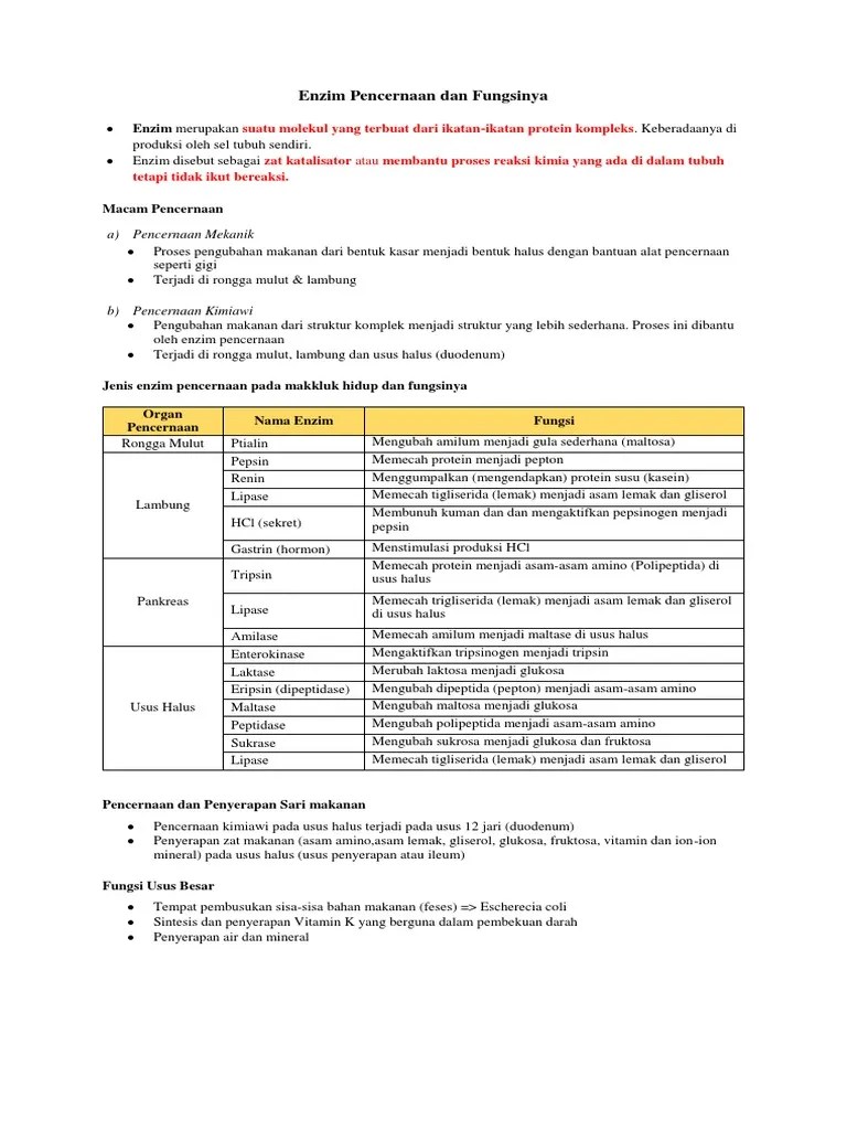 Enzim Pencernaan Dan Fungsinya | PDF