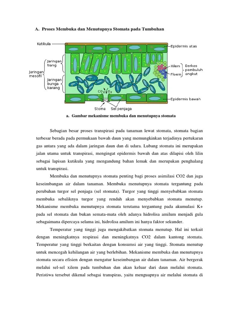 Membuka Dan Menutupnya Stomata | PDF