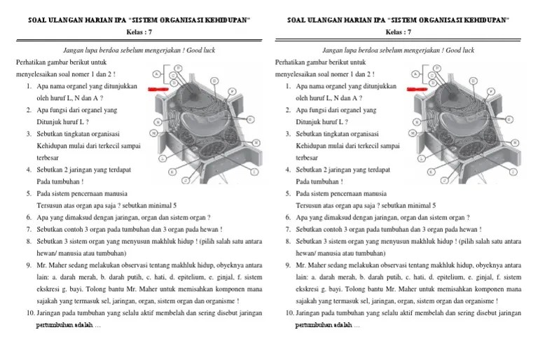 Soal Sistem Organisasi Kehidupan – Rasanya