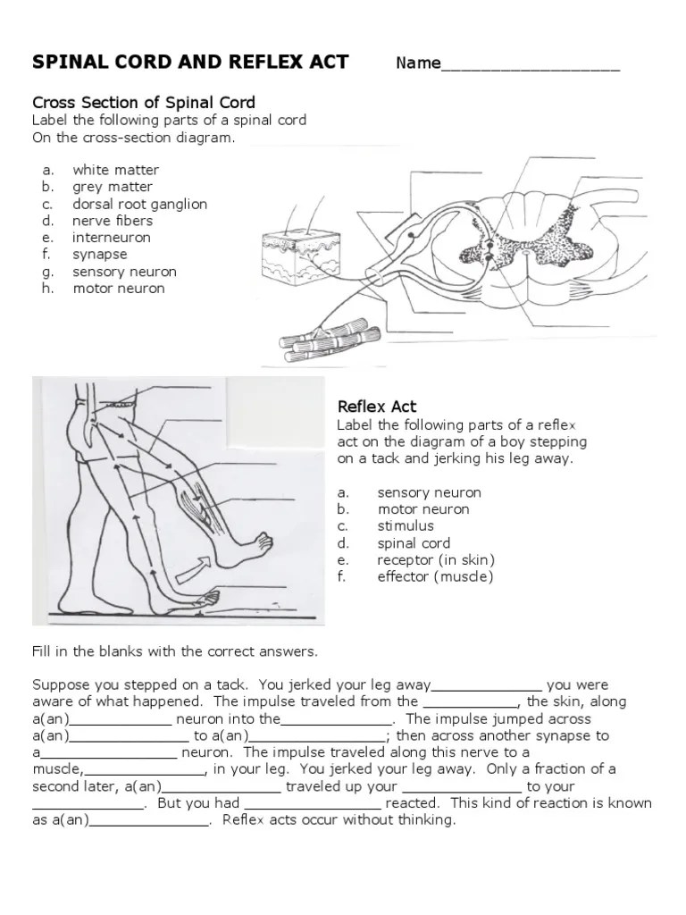Form 4 Science Spinal Cord & Reflex Act Worksheet PDF Spinal Cord Cerebrum