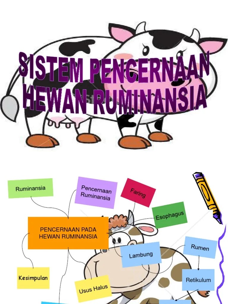 Gambar Sistem Pencernaan Hewan Ruminansia Gambar Hewan