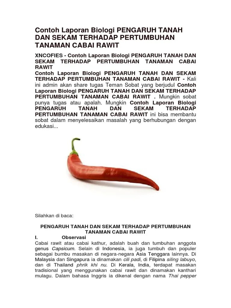 Contoh Laporan Hasil Penelitian Tanaman Cabai