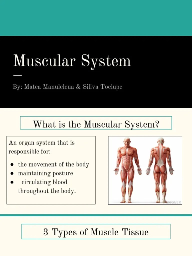 Muscular System | PDF
