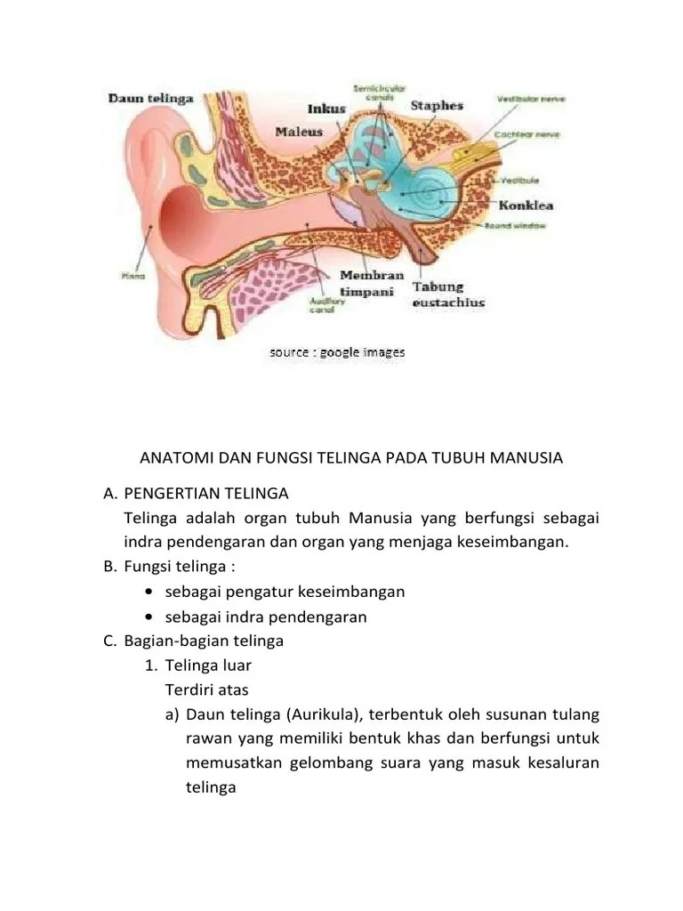 Anatomi Dan Fungsi Telinga Pada Tubuh Manusia | PDF