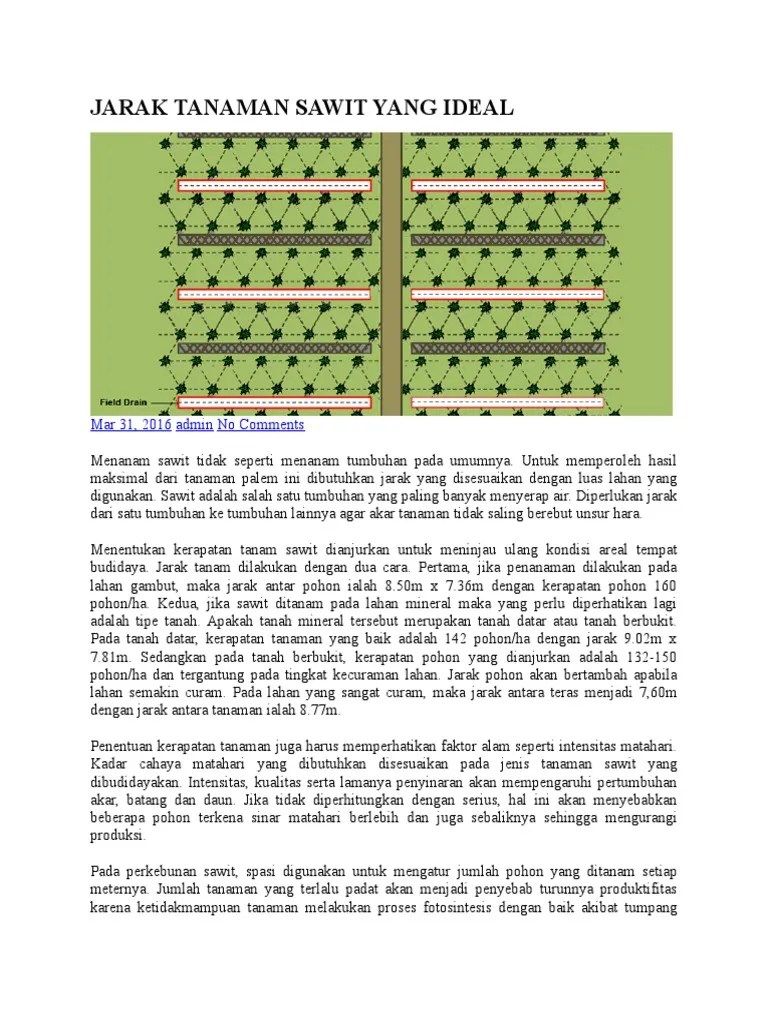 Semoga Jarak Tanaman Sawit Yang Ideal | PDF