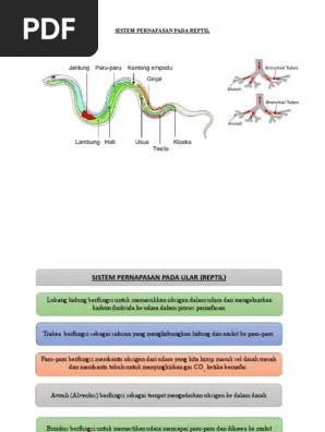 Sistem Pernafasan Pada Reptil | PDF