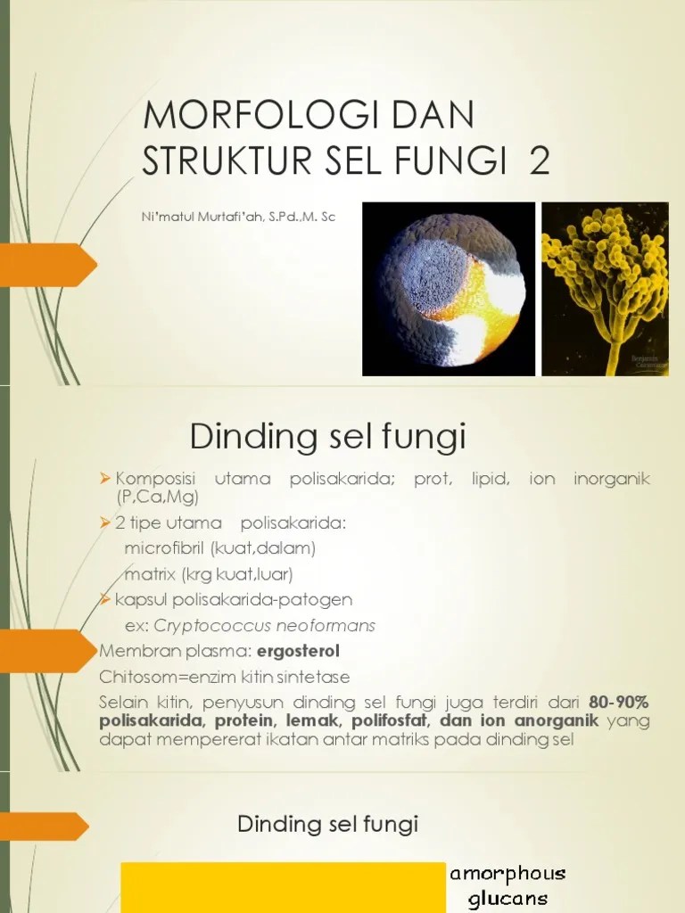 Morfologi Dan Struktur Sel Fungi 2 | PDF
