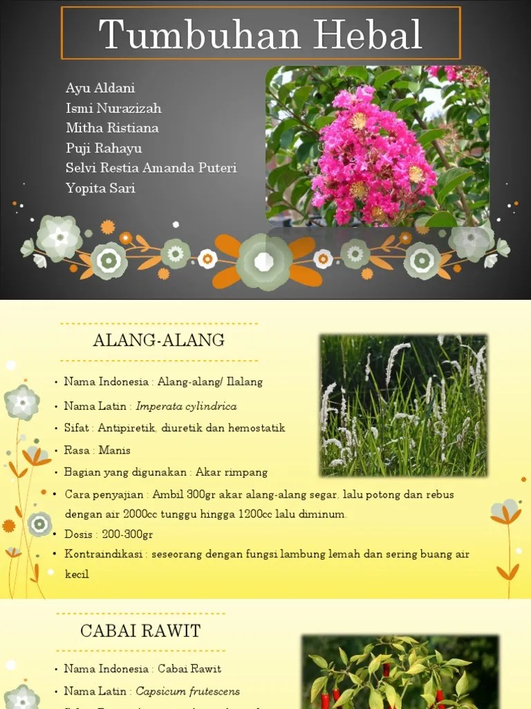 Tumbuhan Hebal Sambiloto | PDF
