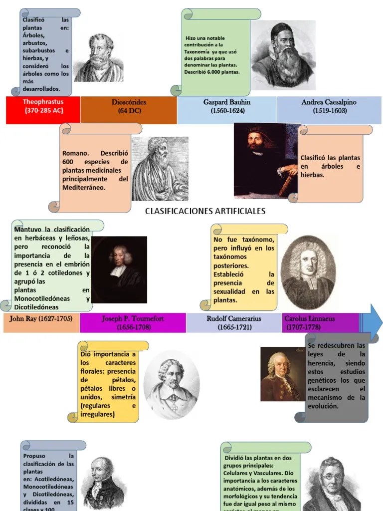 LINEA DE TIEMPO BOTANICA Plantas Taxonomía (biología)