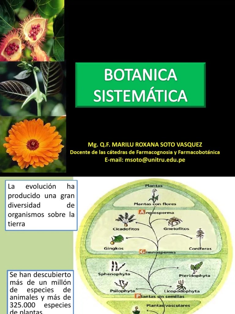 Botánica Sistemática Taxonomía (biología) Botánica