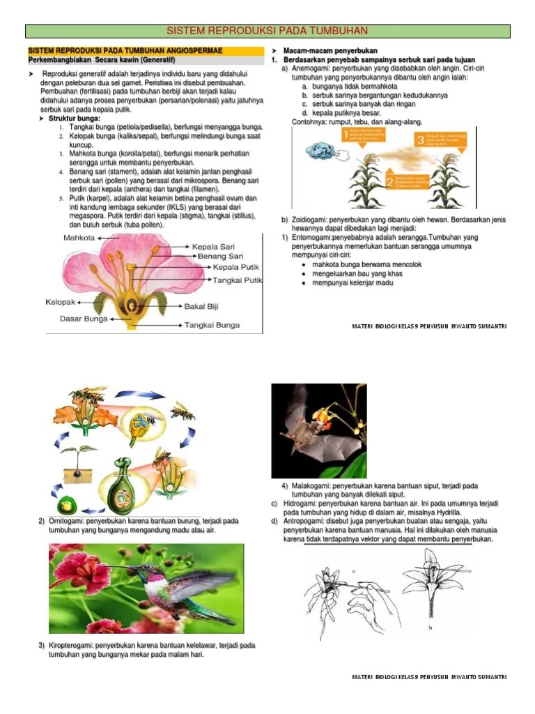 Reproduksi Generatif Angiospermae | PDF