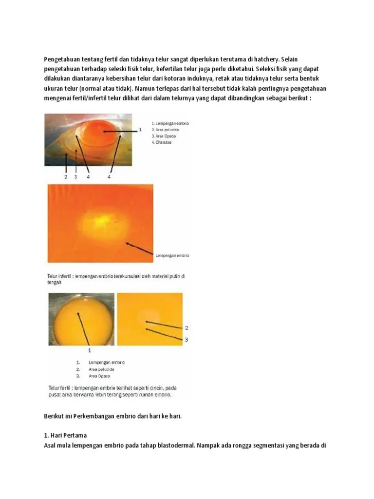 Perkembangan Embrio Umur 0-21 Hari | PDF