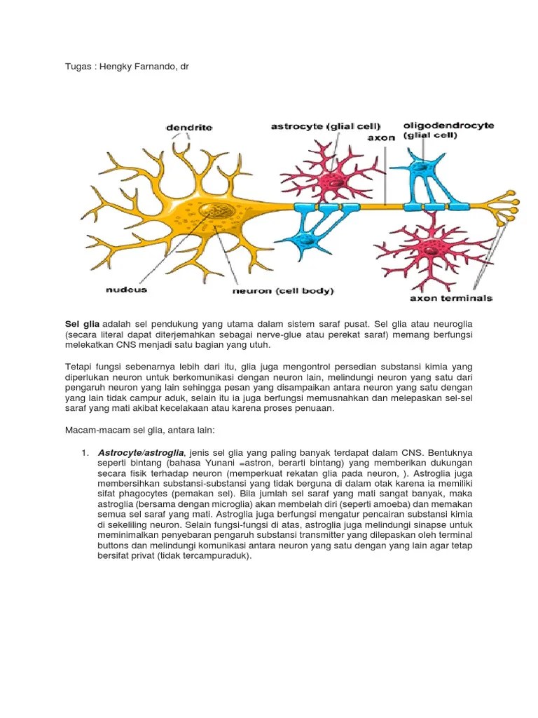 Fungsi Sel Glia | PDF