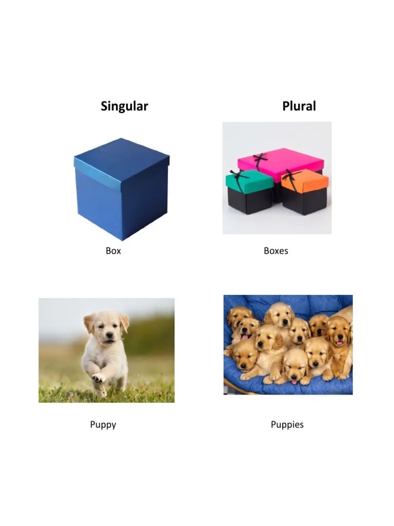 Singular Plural Box Boxes PDF