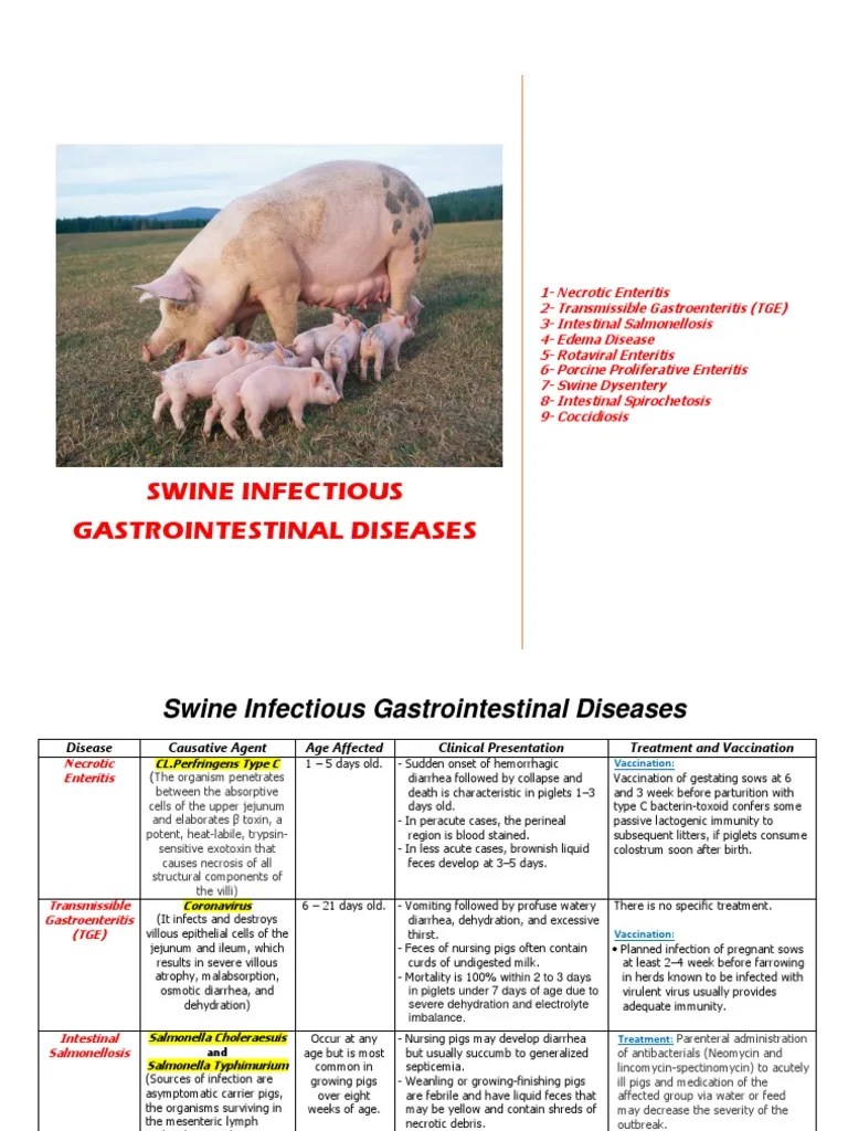 Swine Infectious Gastrointestinal Diseases Diarrhea