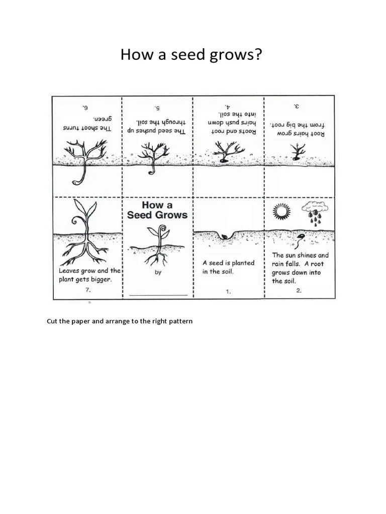 How A Seed Grows PDF