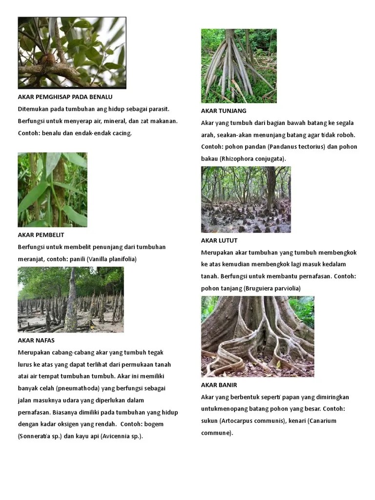 Tercepat Akar Tunjang