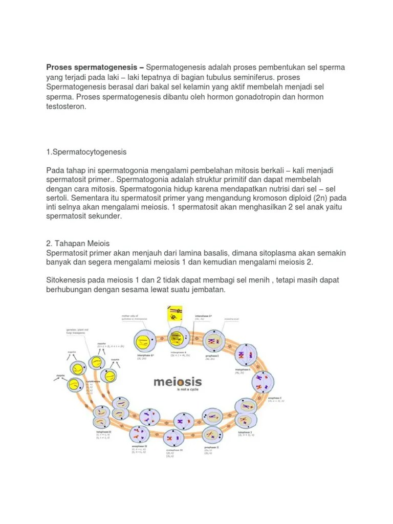 Struktur Yang Tidak Mengalami Mitosis Adalah