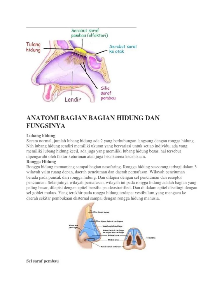 Anatomi Bagian Bagian Hidung Dan Fungsinya | PDF