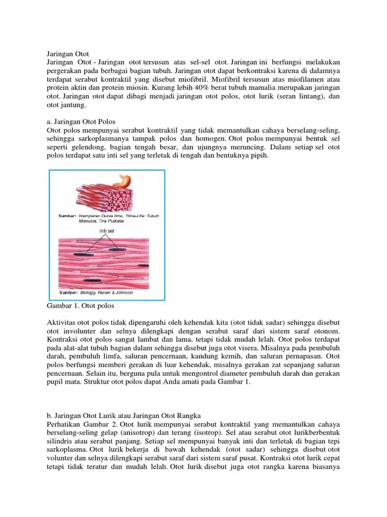 Otot Polos Terdapat Pada Organ Tubuh