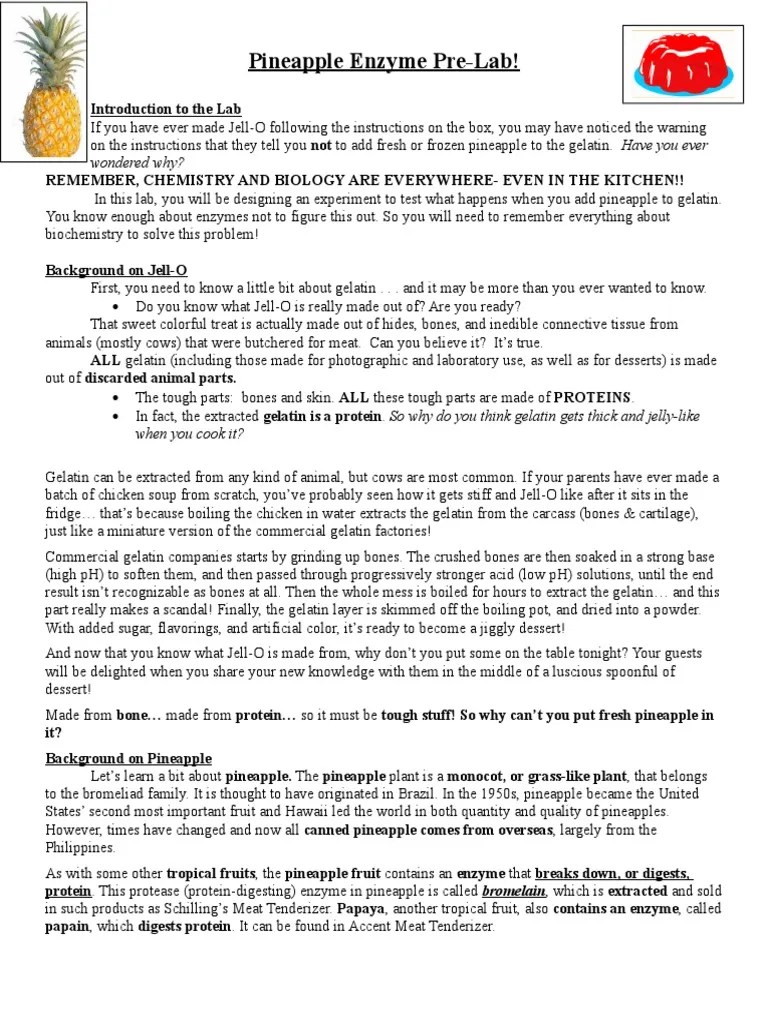Pineapple Enzyme Lab 1b PDF Pineapple Enzyme
