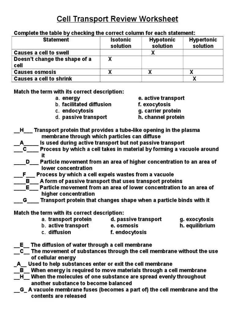 Passive Transport Worksheet Answers