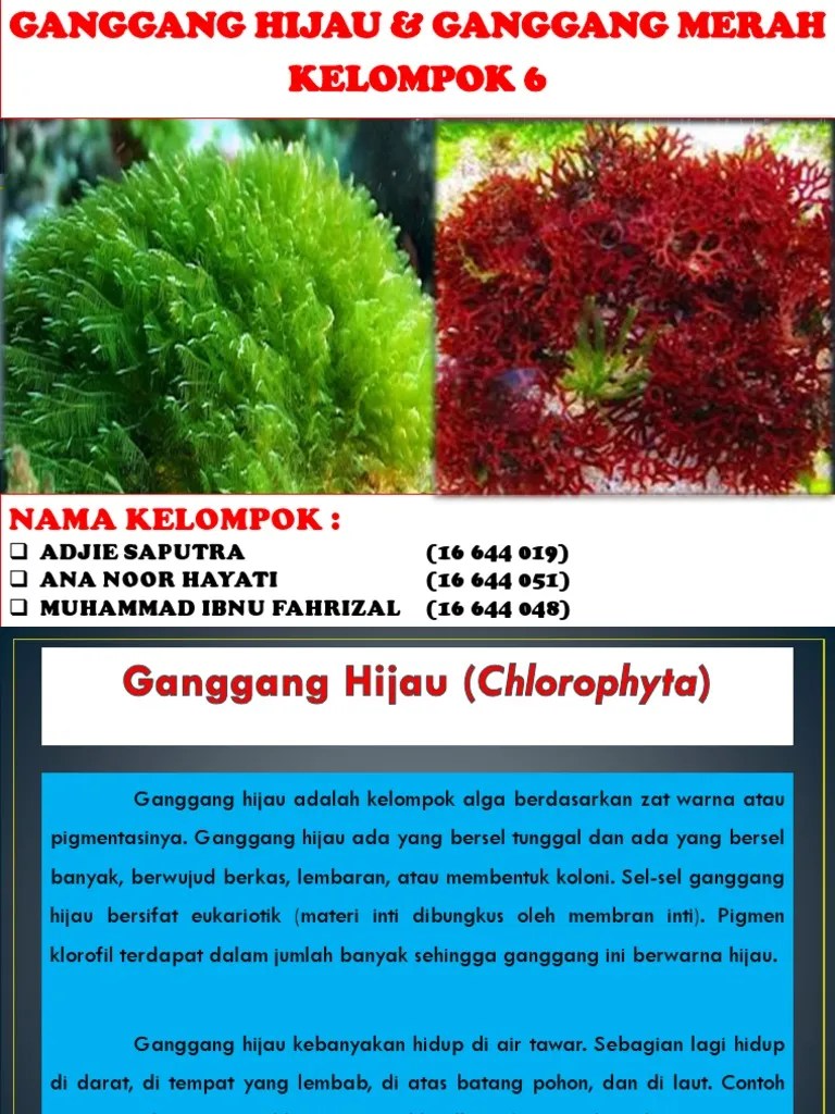 Ganggang Hijau &amp; Ganggang Merah | PDF