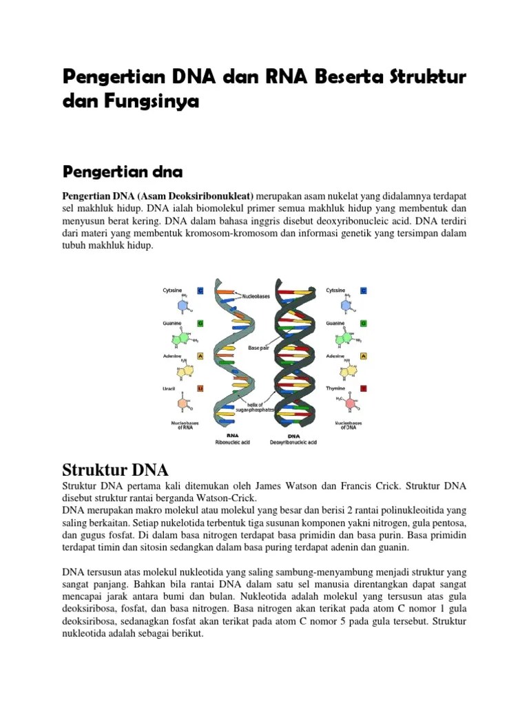 Struktur Dan Fungsi Dna Dan Rna Berbagai Struktur