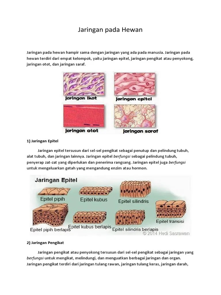Jaringan Pada Hewan | PDF