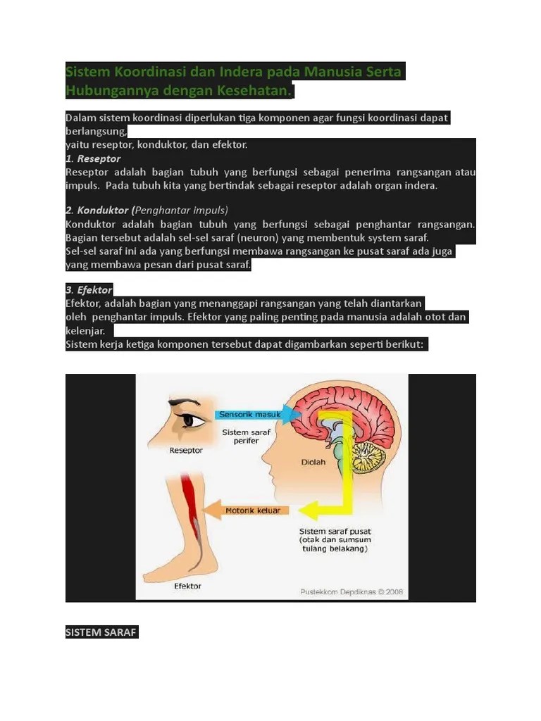 Sel Saraf Sensorik Membawa&hellip;dari Reseptor Ke