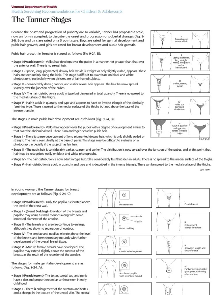 Tanner Stages Pubertad Reproducción humana