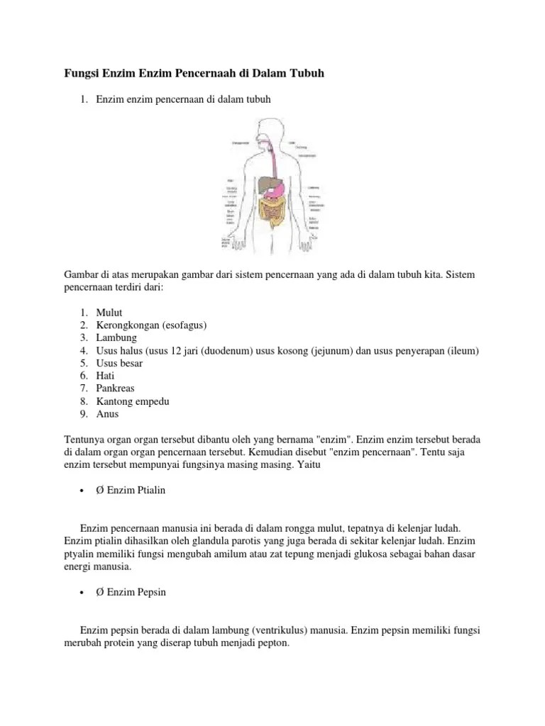 Fungsi Enzim Enzim Pencernaah Di Dalam Tubuh | PDF