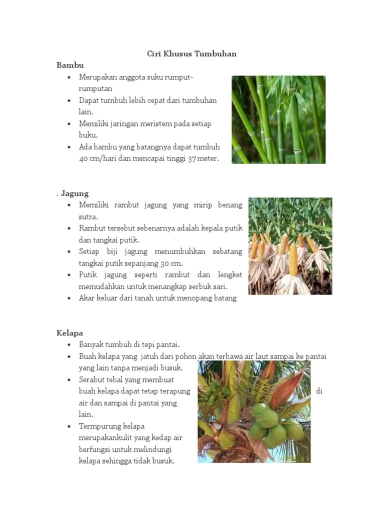 Ciri Khusus Tumbuhan | PDF