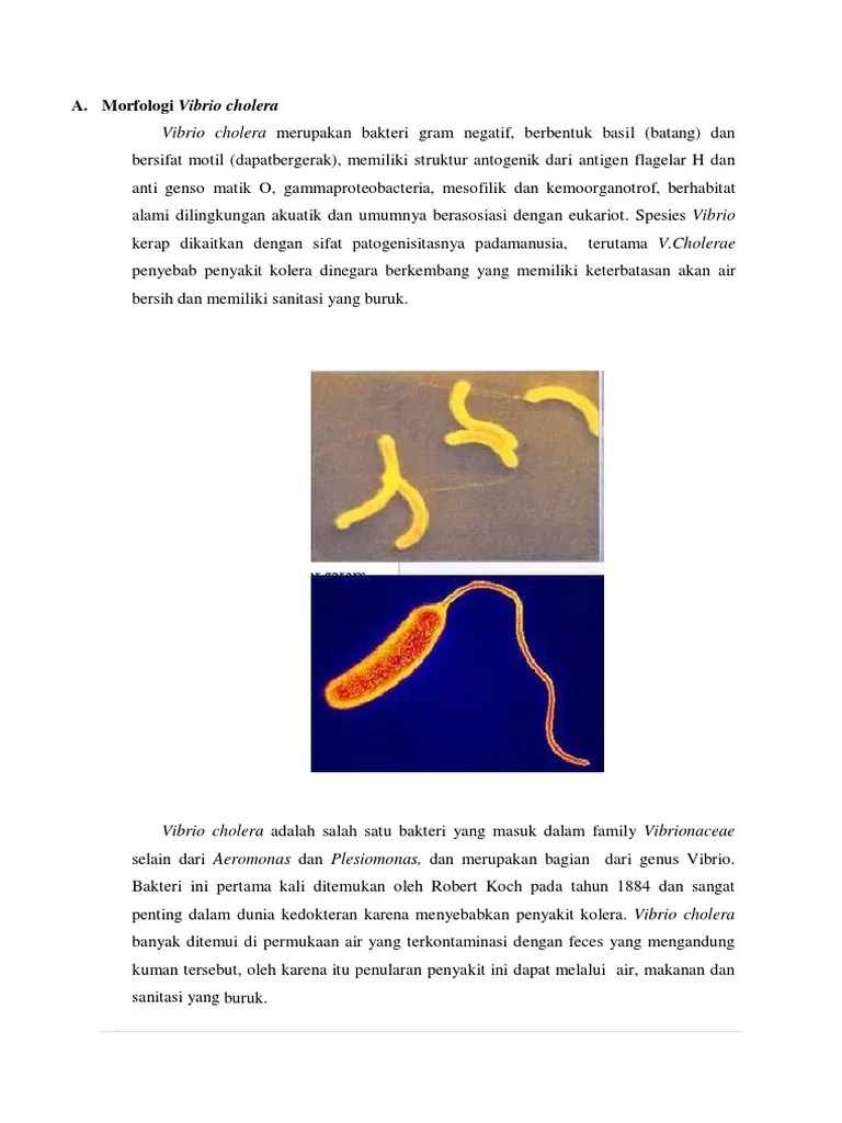 Vibrio Cholera | PDF