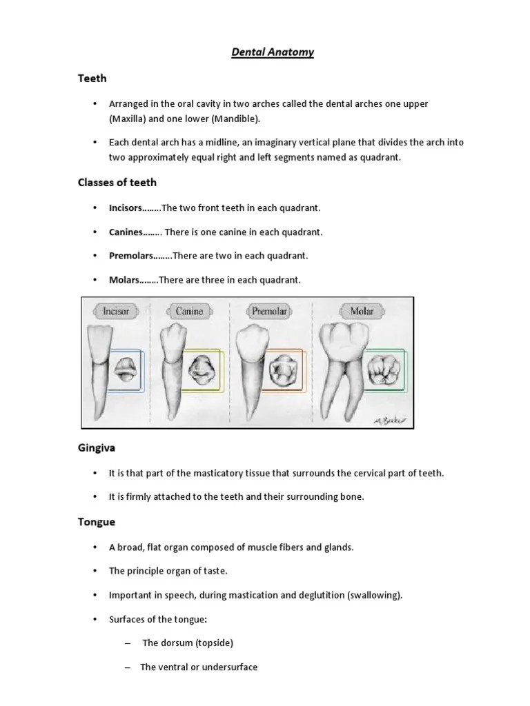Basic Guide To Dental Instruments PDF Tooth Human Tooth