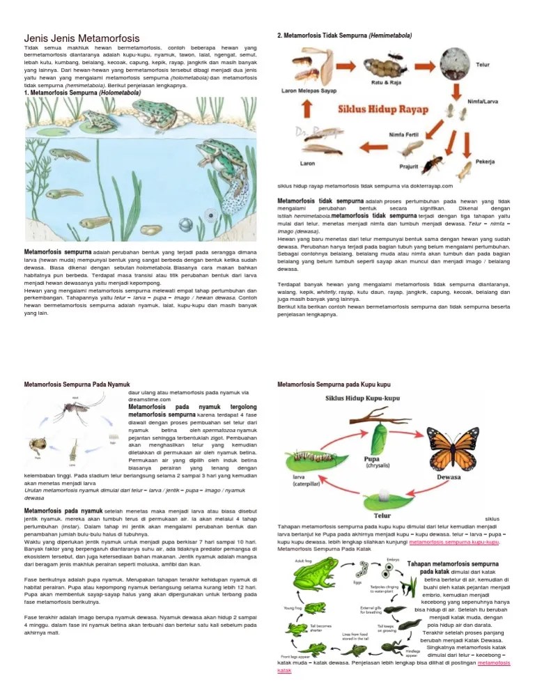 Jenis Jenis Metamorfosis | PDF