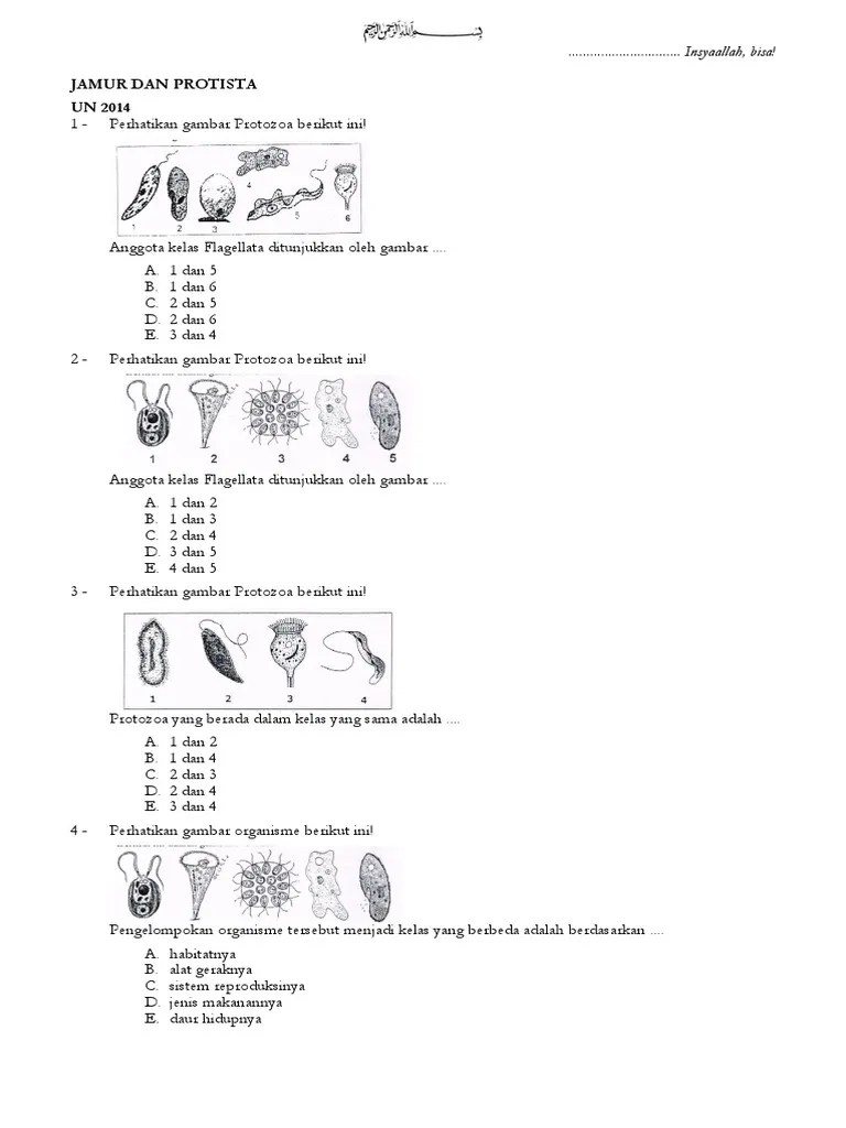 Latihan Soal Bab Jamur Dan Protista | PDF