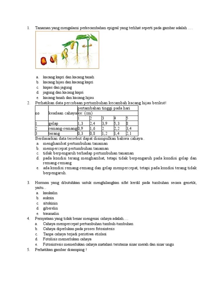 Tanaman Yang Mengalami Perkecambahan Epigeal Yang Terlihat Seperti Pada