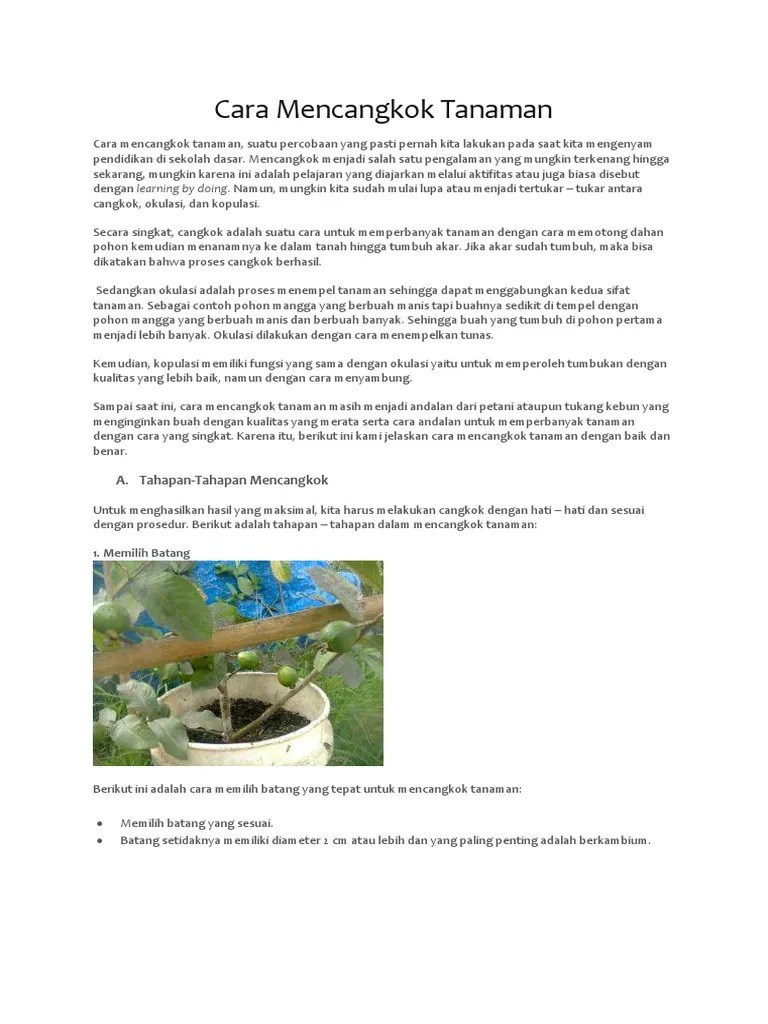 Cara Mencangkok Tanaman | PDF