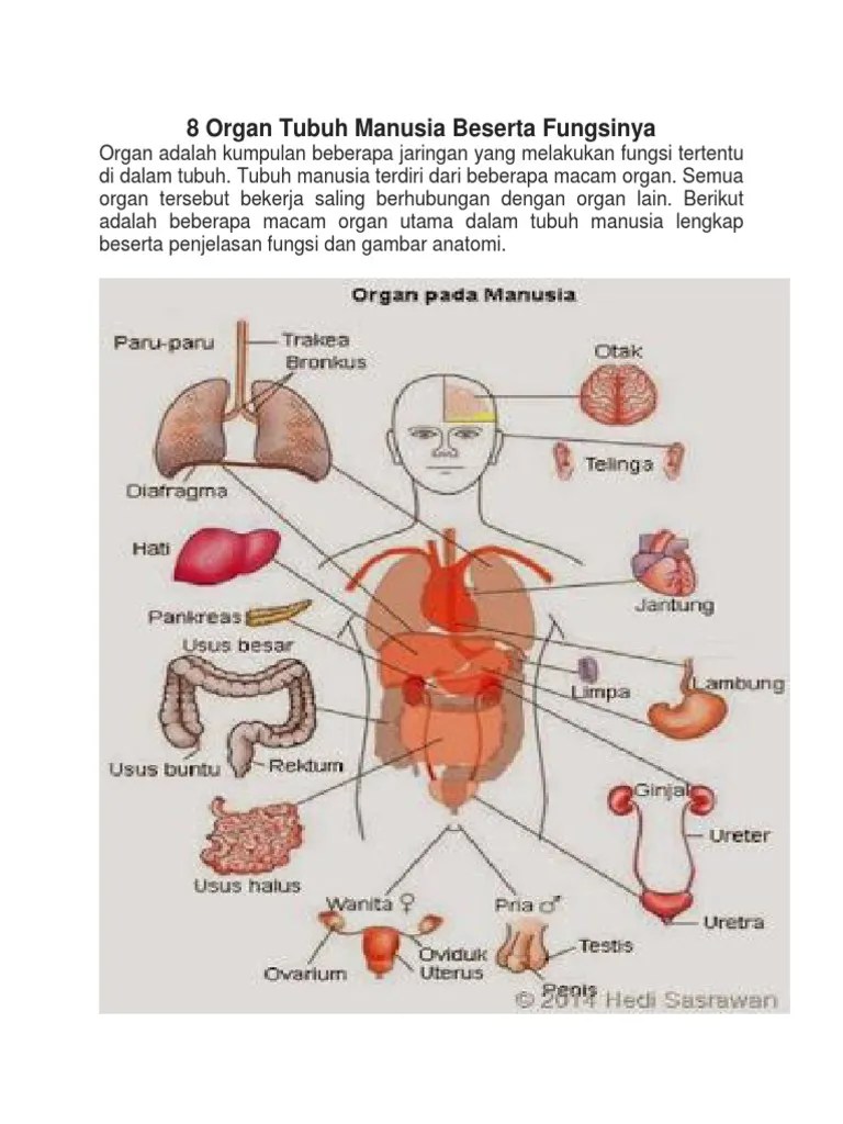 8 Organ Tubuh Manusia Beserta Fungsinya | PDF