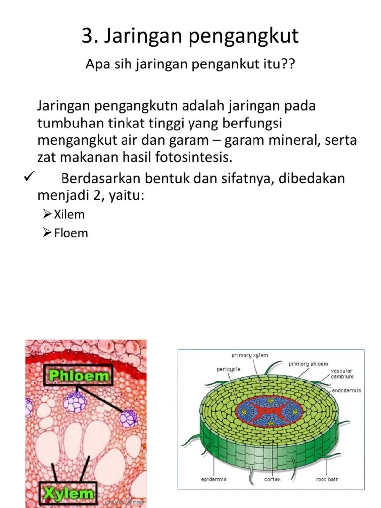 Jaringan Pengangkut | PDF