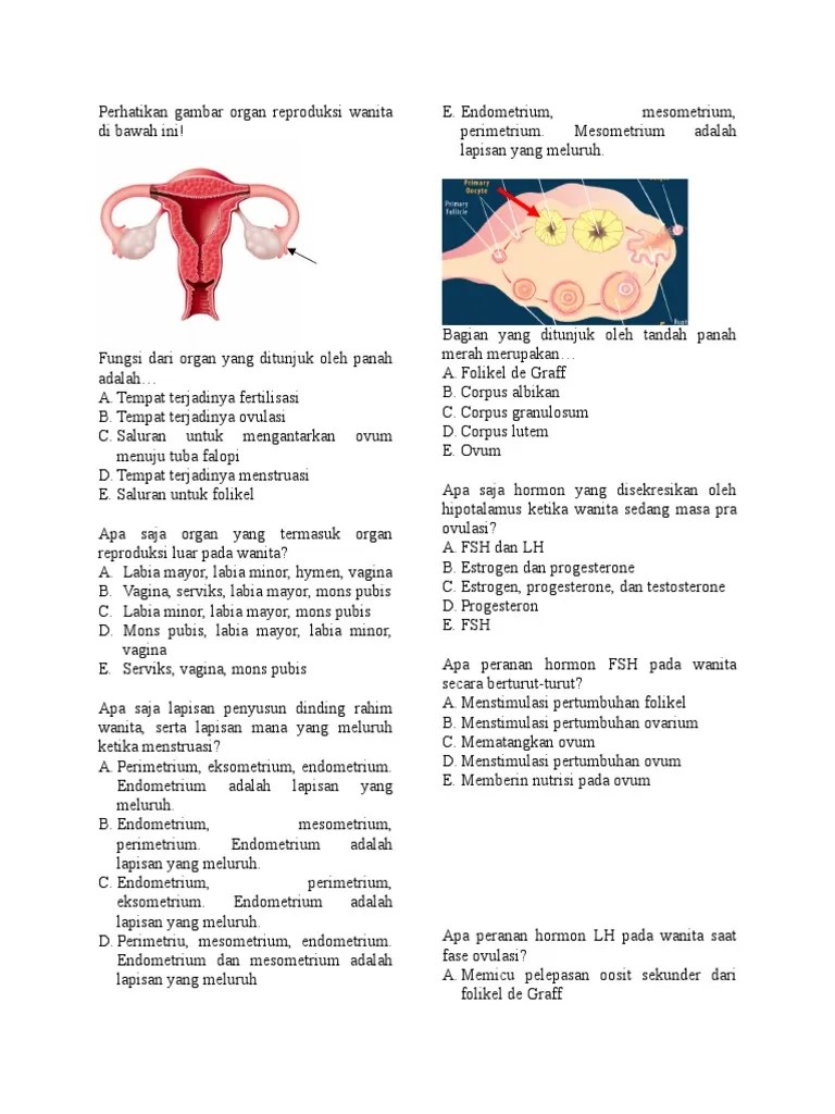 Fungsi Endometrium Pada Alat Reproduksi Wanita Berbagai Alat