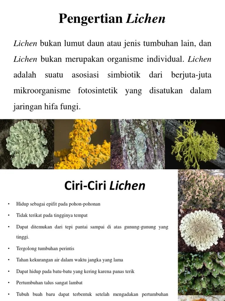 Pengertian Lichen | PDF