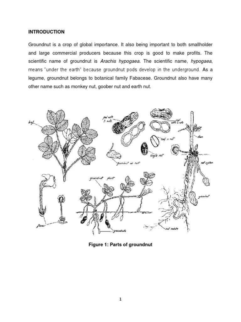 Introduction Until Propagation Report AGR 302 Groundnuts Peanuts Sowing