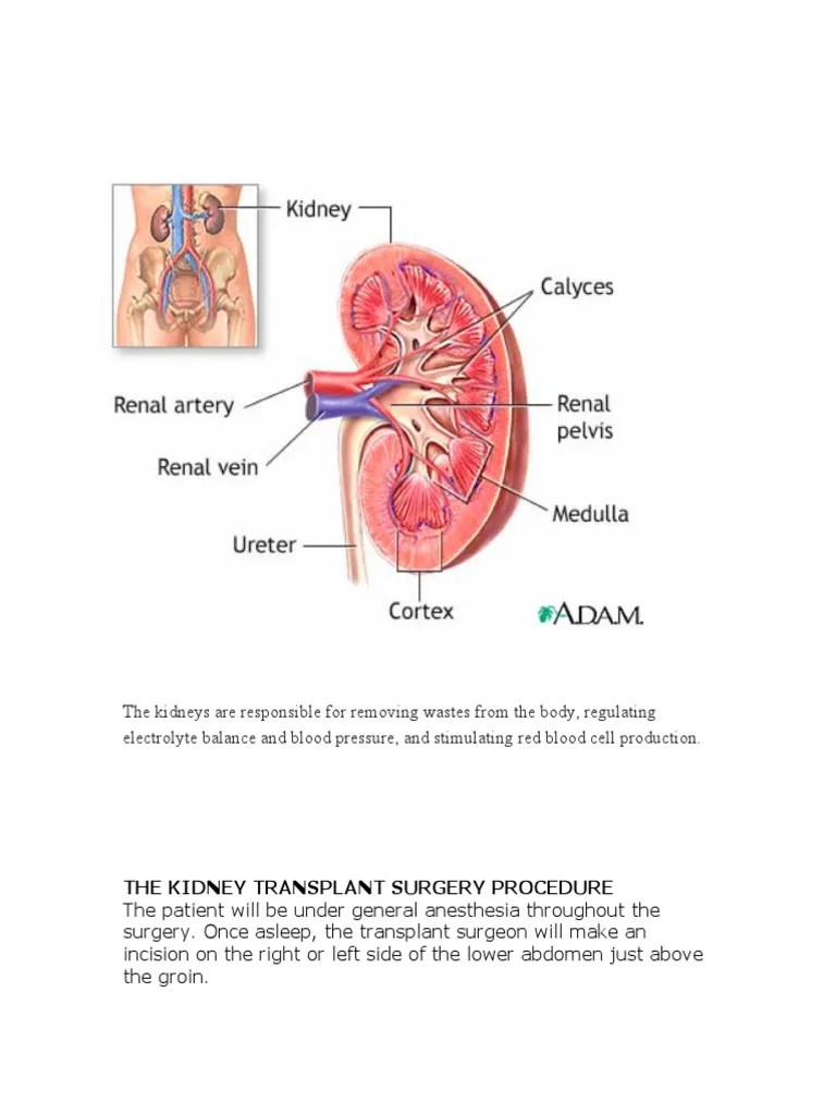 Kidneys PDF Kidney Animal Anatomy